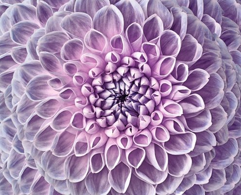 flor-púrpura-de-dalia